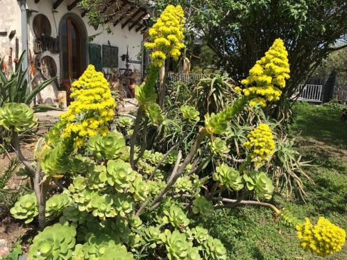 La Finestra Sull'Etna - Motta SantʼAnastasia