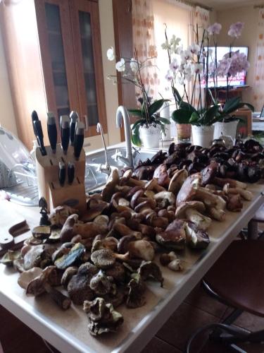 Pod Modrzewiami Pod Modrzewiami