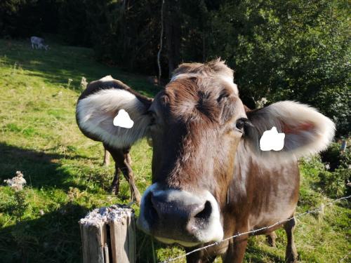 Ferienwohnung deine Auszeit im Allgau 3.4km von Weitnau entfernt