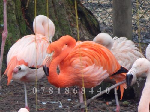 Flamingo Land - Woodlands W174