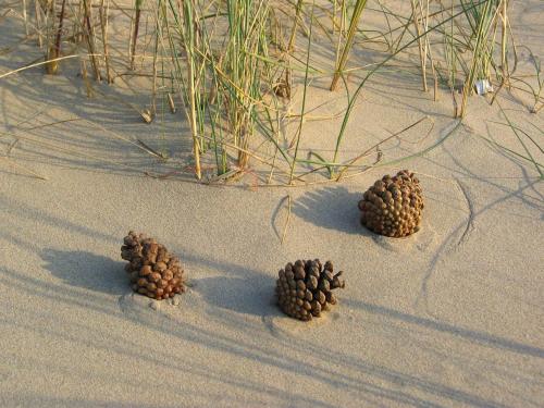 Surrounding environment, De Sloep in Geest