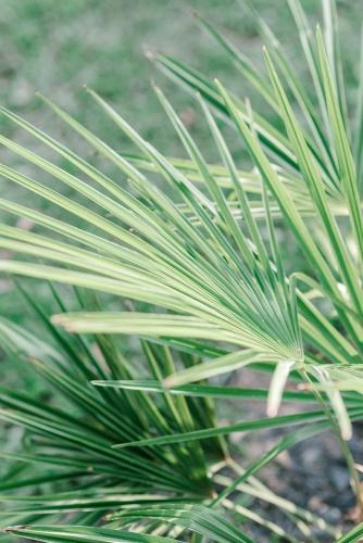 Georgia Palms & Gardens