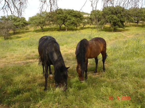 Finca Los Caleros