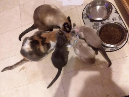 CATmosphere, Las Vegas (photo 10)