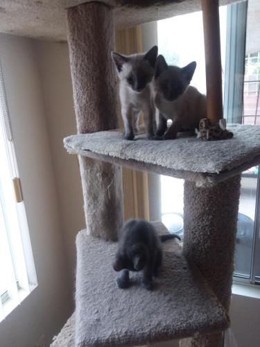 CATmosphere, Las Vegas (photo 9)