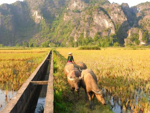 Tam Coc Holiday Hotel & Villa