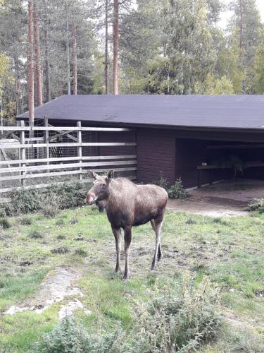 In Love with Lapland Cabin