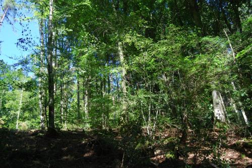 周邊環境, Alte Schule Gästehaus - The principal's rooms Appartment (Alte Schule Gastehaus - The principal's rooms Appartment) in 比特堡