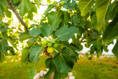 Casa da Quintinha - Villa with a pool