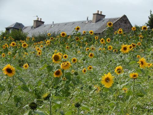 Cockle Kitty Cottage – Kelso