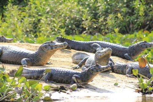 PANTANAL JUNGLE LODGE photo
