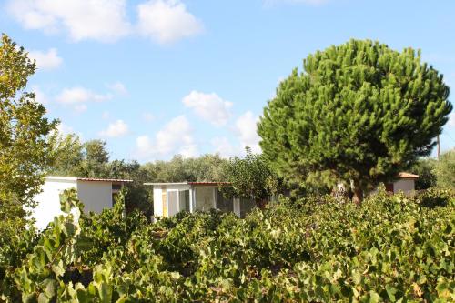 Cabin on the Sand, Unterkunft in Petrochori