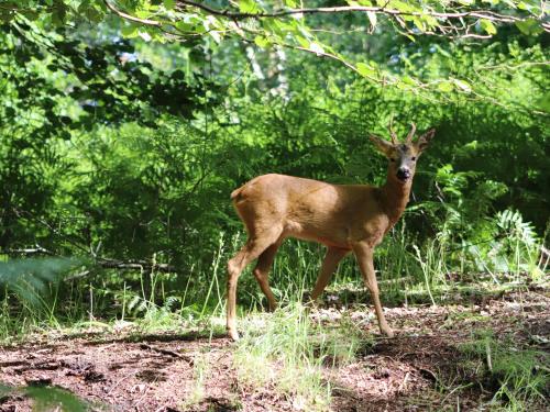 Pheasant Lodge - image 14