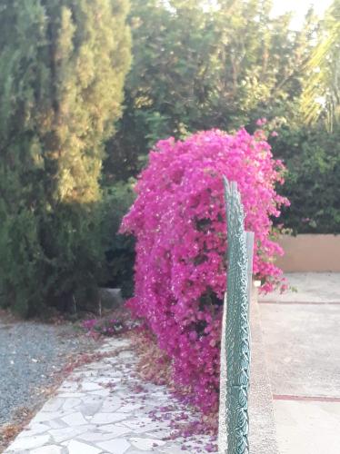 Olive Tree, Peyia (photo 6)