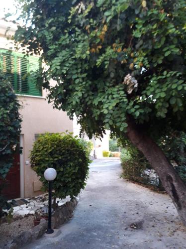 Olive Tree, Peyia (photo 7)
