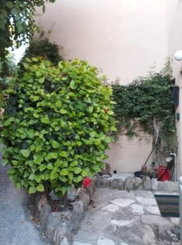 Olive Tree, Peyia (photo 9)