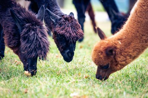 Agriturismo Il Beccafico Alpaca