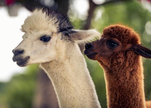 Agriturismo Il Beccafico Alpaca