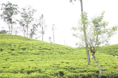 Ella Tea Land View, Ella