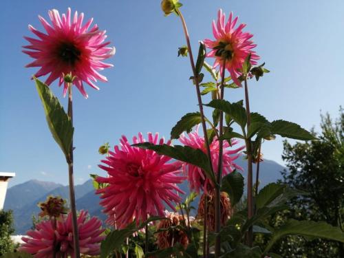  LellaDani, Pension in Buglio in Monte bei Berbenno di Valtellina