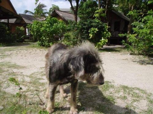 Phangan Island photo