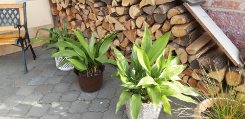 Ubytování pod Pálavou Ubytování pod Pálavou