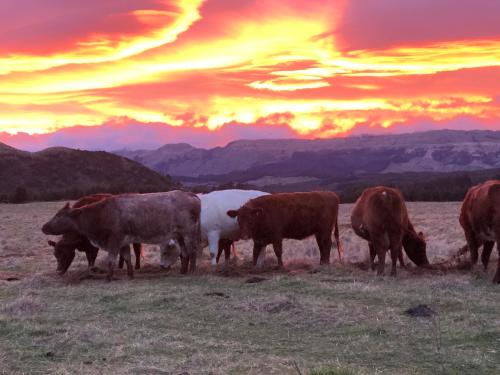 Mohaka River Farm - Hotel - Te Haroto