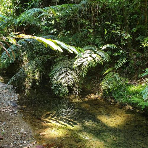 A Daintree Garden