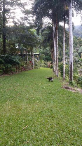 A Daintree Garden