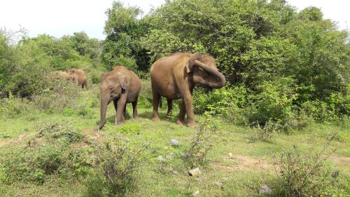 Tusker's Paradise Safari Villa