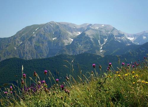 Il viandante - image 7