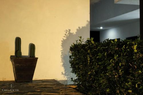 Casa de Cactus in Bernal, Mexico
