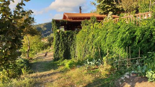  Alagonia Country Homes in Alagonía