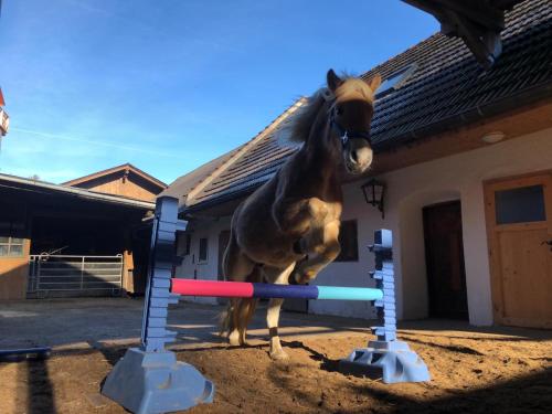 Haflingerhof Luef