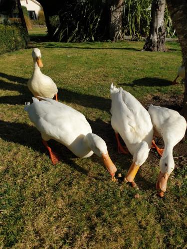 Accommodation at Lakeside