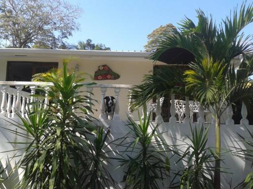 Hibiscus House Bed and Breakfast Contadora