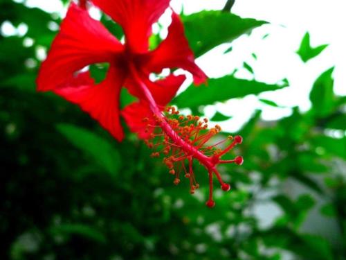 Hibiscus House Bed and Breakfast Over view