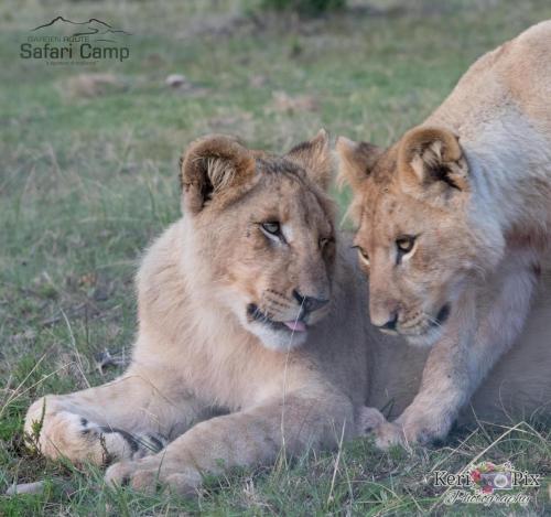 Garden Route Safari Camp