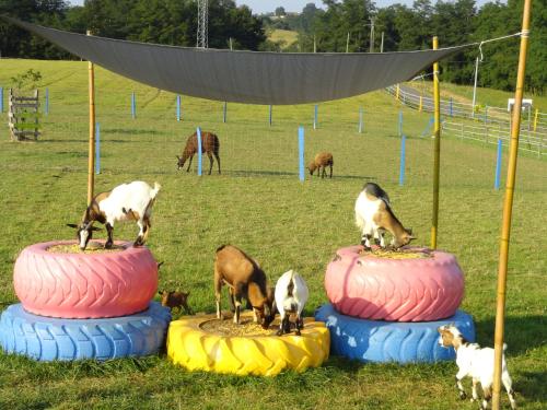 La petite ferme de Pouillon - Parc animalier - aire de loisirs