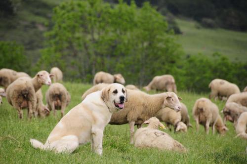 Apartamentos Pistolo in Ochagavia