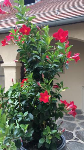 設施, Pension Altes Rathaus in 杜倫施坦