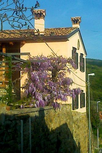 Il Glicine 2
