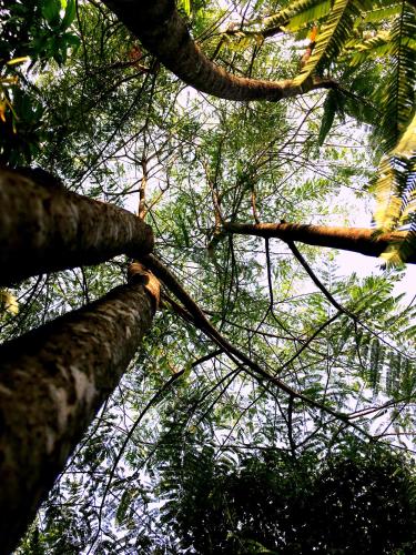 Petchngam Home Resort in U Thong