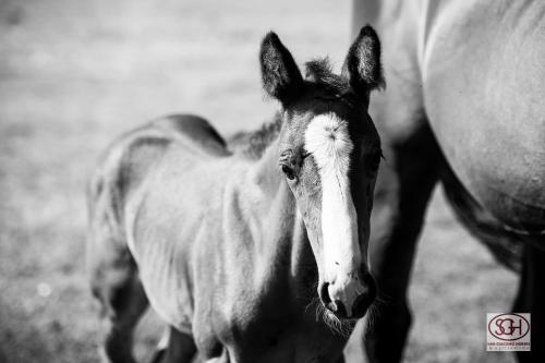 San Giacomo Horses & Agriturismo – Arluno, DC