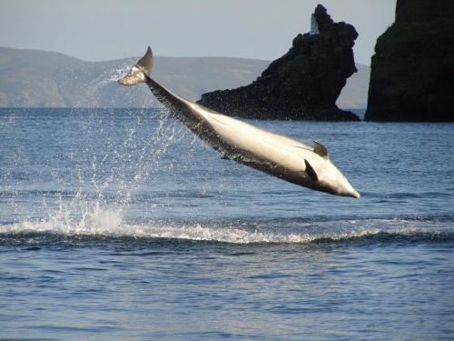 Dingle Skellig Hotel - image 8