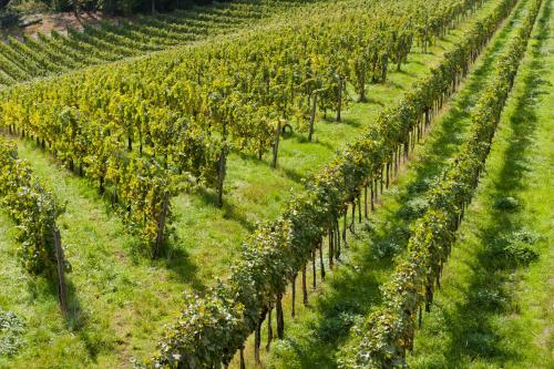 Weingut Schauer - image 13