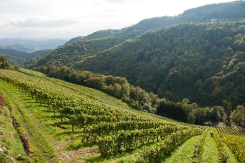Weingut Schauer - image 14