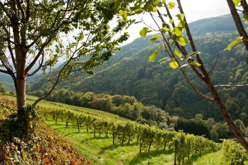 Weingut Schauer - image 8