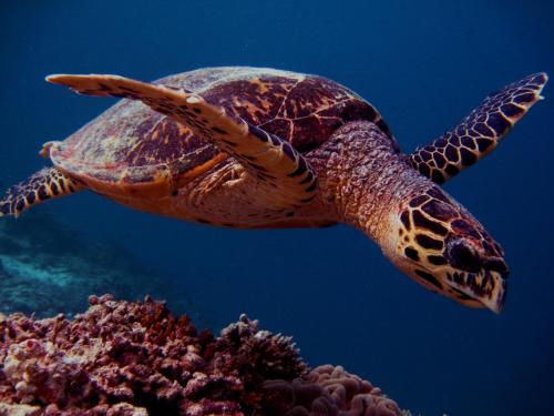 エリート ビーチ イン