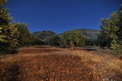 Villa in the Olive Trees